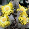 Pleiospilos Bolusii