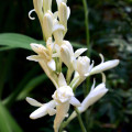 Polianthes tuberosa