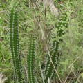 Praecereus Euchlorus