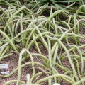 Praecereus Saxicola