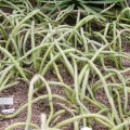 Praecereus Saxicola