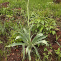 Prochnyanthes mexicana