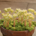 Prometheum chrysanthum