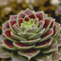 Prometheum sempervivoides