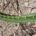 Pseudoacanthocereus Brasiliensis