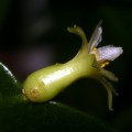 Pseudorhipsalis Alata