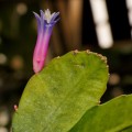 Pseudorhipsalis Amazonica