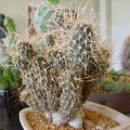 Pterocactus Australis