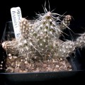 Pterocactus Fischeri