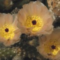 Pterocactus Gonjianii