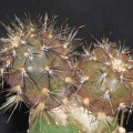 Pterocactus Hickenii
