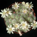 Rebutia Albiflora