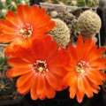 Rebutia Albopectinata