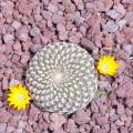 Rebutia Arenacea