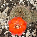 Rebutia Brunescens