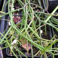 Rhipsalis Burchellii