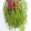 Rhipsalis Campos-portoana