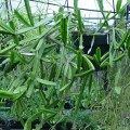 Rhipsalis Cereoides