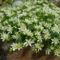 Rhodiola amabilis