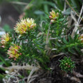 Rhodiola angusta
