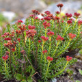 Rhodiola coccinea