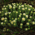 Rhodiola dumulosa