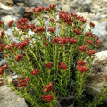 Rhodiola fastigiata