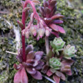 Rosularia adenotricha