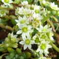 Rosularia alpestris
