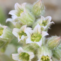 Rosularia blepharophylla