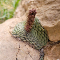 Rosularia elymaitica
