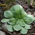 Rosularia glabra