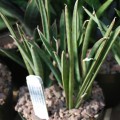 Sansevieria Aethiopica