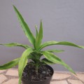 Sansevieria Arborescens