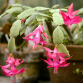 Schlumbergera bridgesii