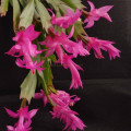 Schlumbergera kautskyi