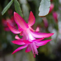 Schlumbergera x buckleyi