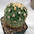 Sclerocactus Mesae-verdae