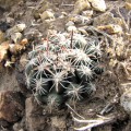 Sclerocactus Nyensis