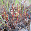 Sedella leiocarpa