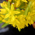 Sedella pumila