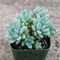 Sedeveria 'Blue Burrito'