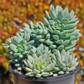 Sedeveria 'Blue Elf'