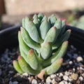 Sedeveria 'Hummelii'