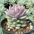 Sedeveria 'Lilac Mist'