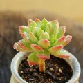 Sedeveria ‘Markus’