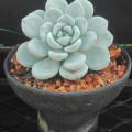 Sedeveria 'Maxwell'