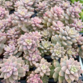 Sedeveria 'Pink Granite'