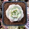 Sedeveria 'Pudgy'