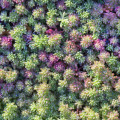 Sedum